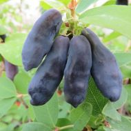 Саженец Жимолость Банана Блю (Канадская) в контейнере